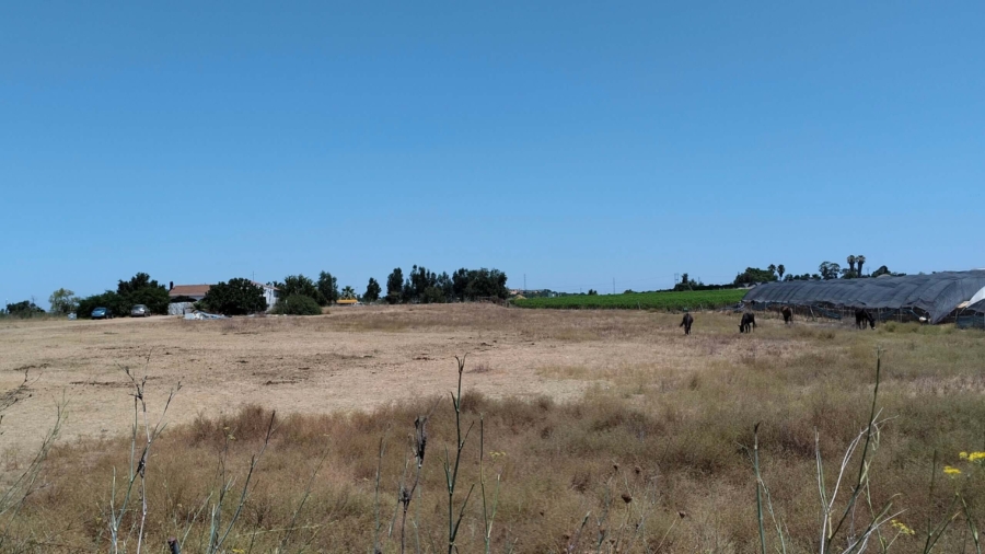 VALORACION PATRIMONIAL DE UNA FINCA RUSTICA EN CARTAYA