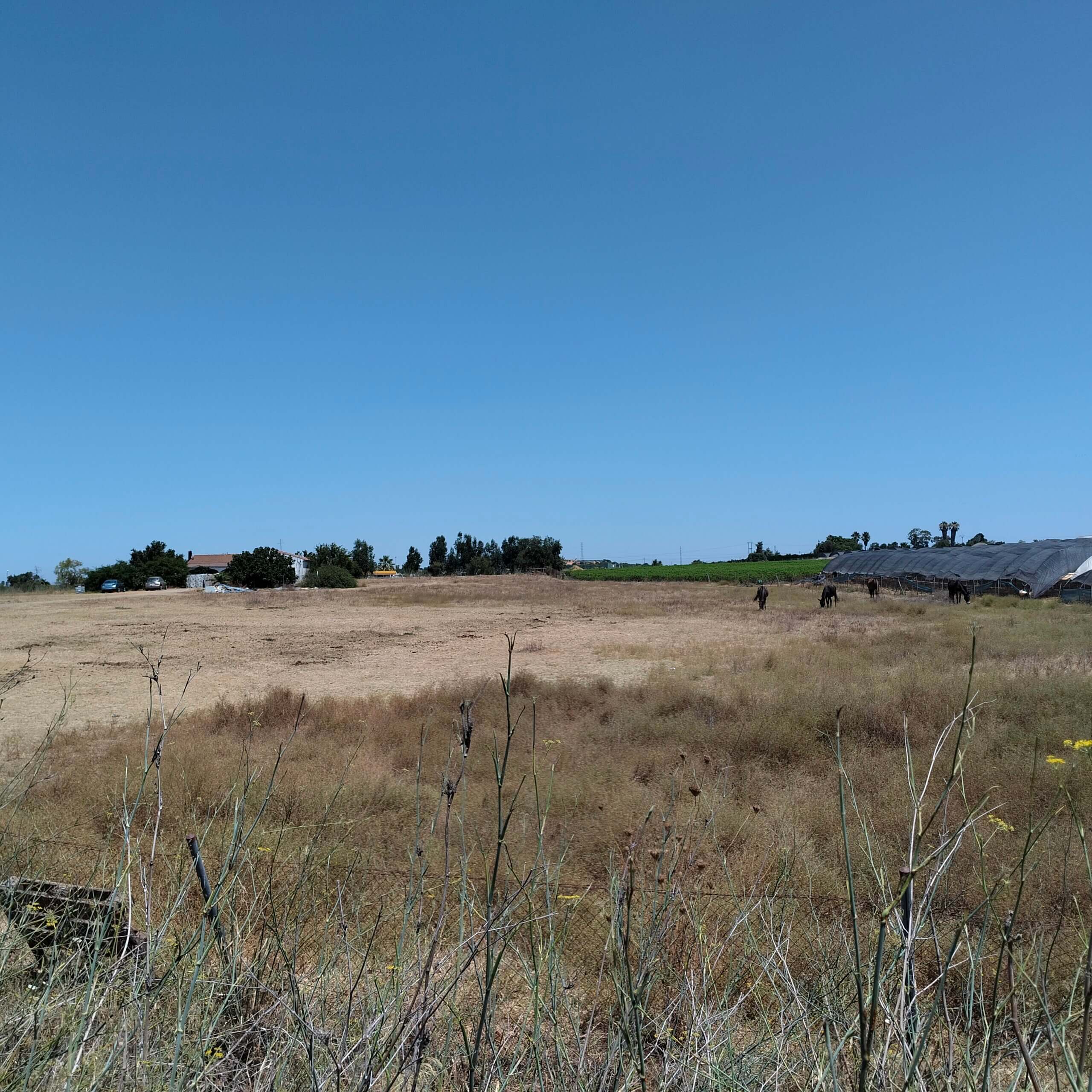 VALORACION PATRIMONIAL DE UNA FINCA RUSTICA EN CARTAYA